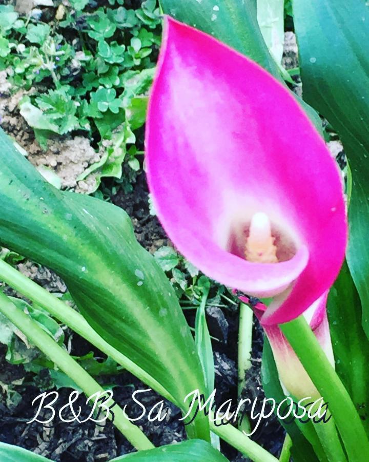 לינה וארוחת בוקר מוראברה Sa Mariposa מראה חיצוני תמונה
