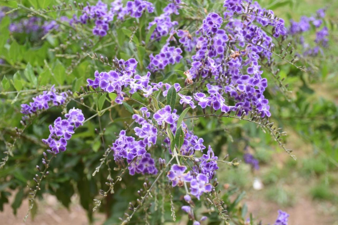 לינה וארוחת בוקר מוראברה Sa Mariposa מראה חיצוני תמונה