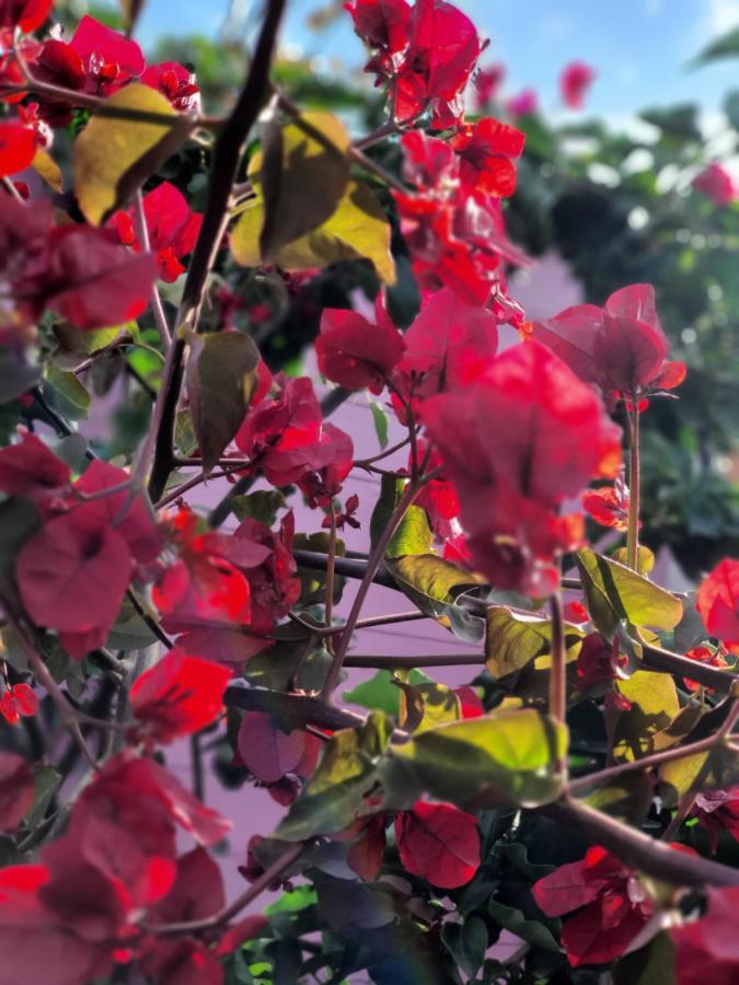 לינה וארוחת בוקר מוראברה Sa Mariposa מראה חיצוני תמונה